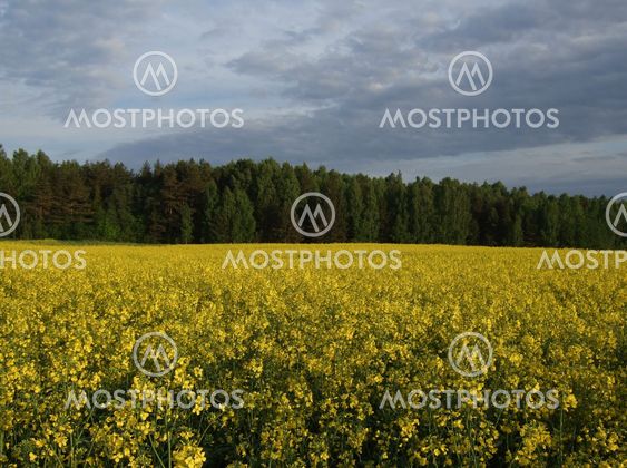 Yellow field