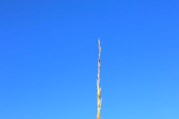 Grässtrå mot blå himmel