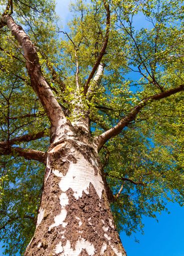 Birch in spring