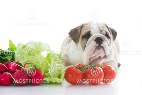 English bulldog puppy with vegetables