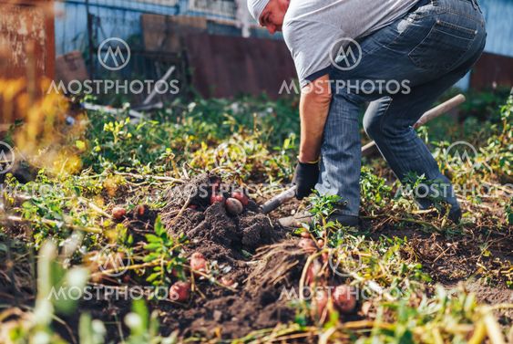 Harvest time concept. Farmer harvesting fresh organic...