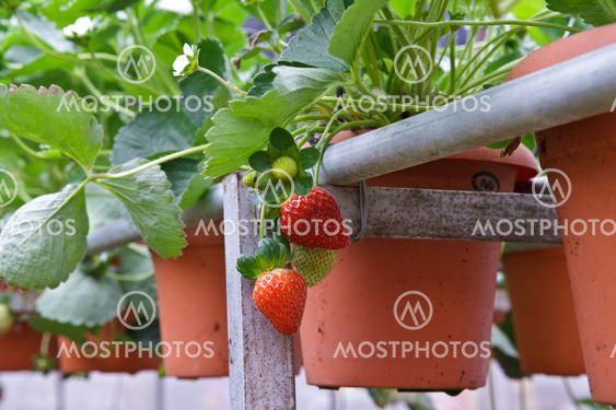 Strawberries with shallow depth of field in a strawberry farm in Cameron Highlands Malaysia