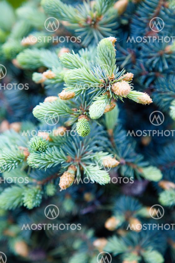 Blue fir branch.