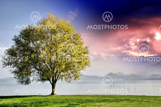 Beautiful view of isolated tree on dramatic background sky