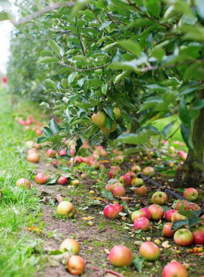 Ripe apples on the ground in an appletree garden