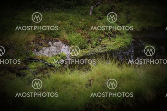Dead Plants In Bog