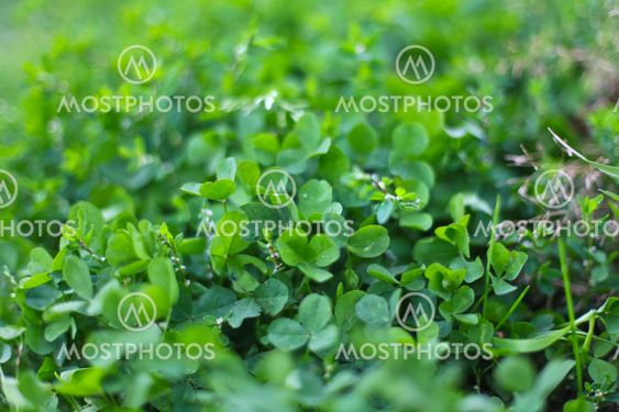 Green clover background