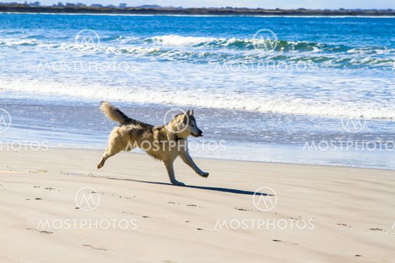 Dog run on sandy beach chase each other