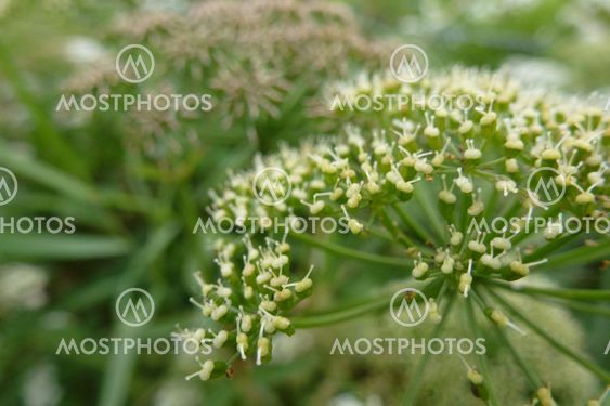 Meadow Parsley close-up