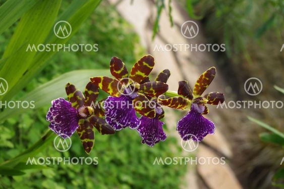 Orchid Flower - Zygopetalum Sp.