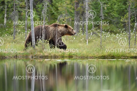 brown bear walking next to the water. brown bear walking...
