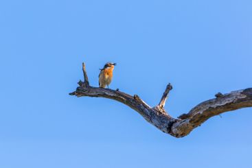 Male Whinchat bird perched on a tree branch at springtime