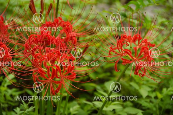 Red Spider Lily Lycoris Ra By Andreas Altenburger Mostphotos