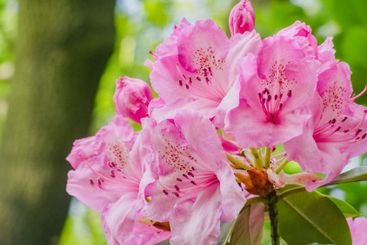 Beautiful pink rhododendron flowers in bloom