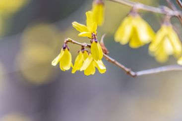 Forsythia. Blooming forsythia bush. Yellow flower on a...