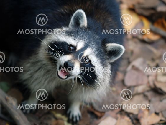 Raccoon (Procyon lotor)