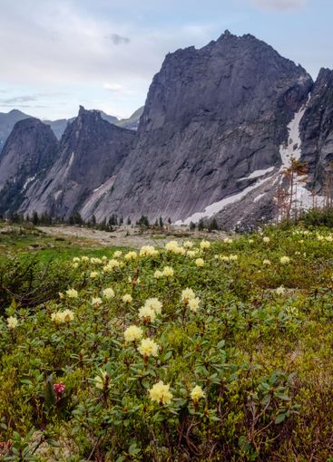 Wildflower season in Ergaki National Park.