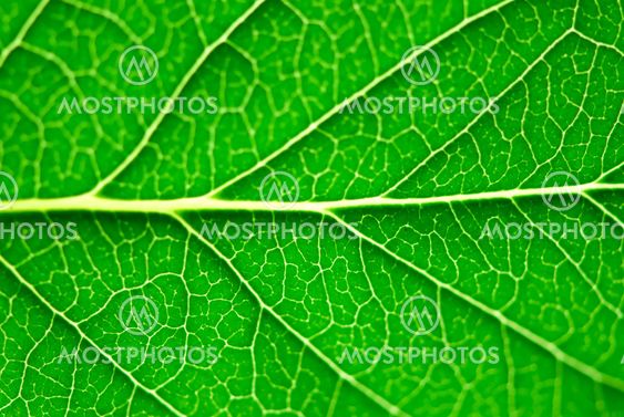 Green leaf macro