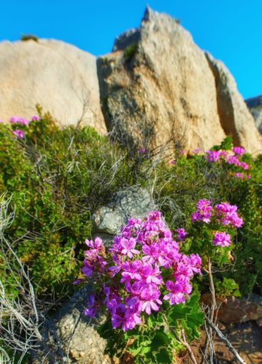 Wilderness, rocks and bush with flowers in nature for...