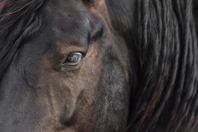 Horses at Revinge Skane Sweden