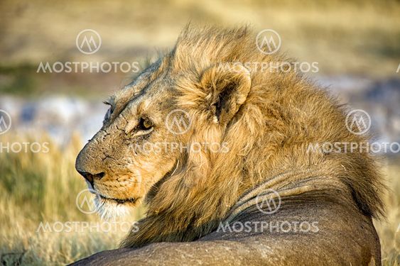 male lion in etosha national park namibia africa