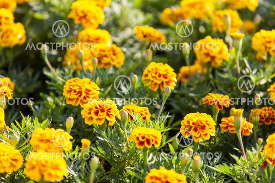 Orange marigolds growing
