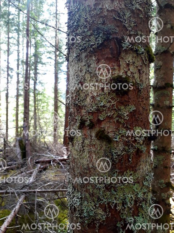 Norway Spruce Bark Av Bergljot Hals Mostphotos