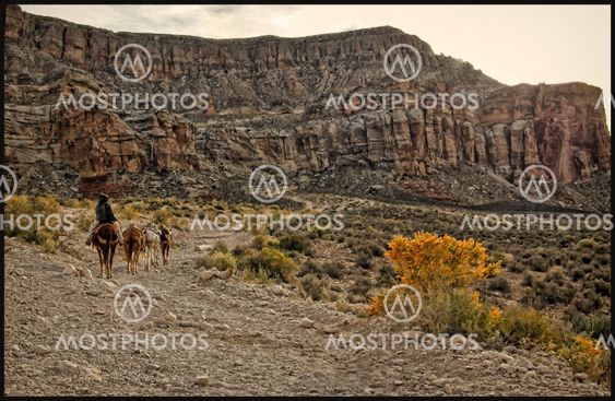 Mule Trail in Hualapai Trail