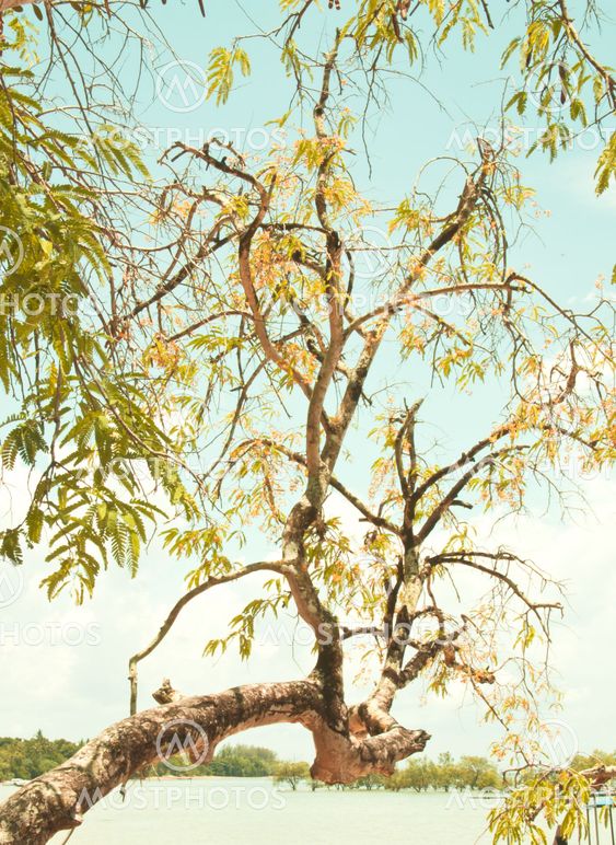 Branches of the tree.