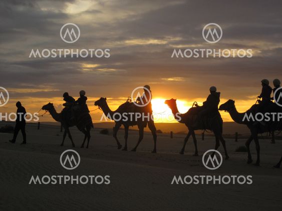 Camel Safari at sunset