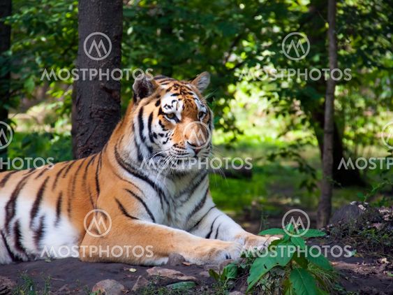 Amur tiger