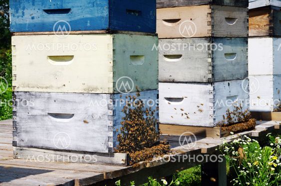 Beehives