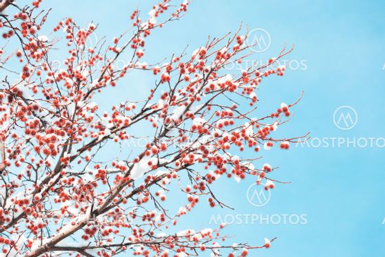 Sweet gum spiny fruits on branches covered by snow