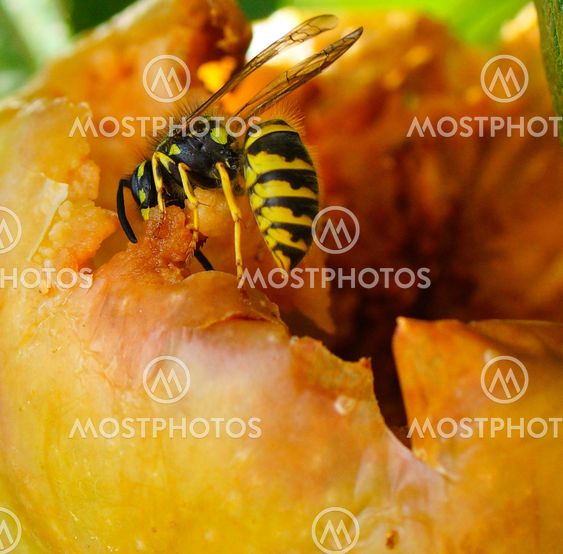 Summer plague