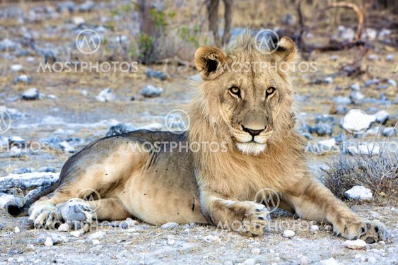 beautifull lion at etosha national park namibia africa