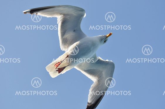 dove from below