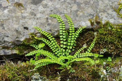 Brauner Streifenfarn - maidenhair spleenwort 01