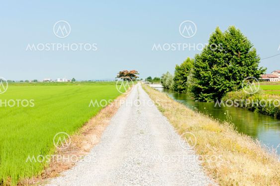 ris fältet, Piemonte, Italien