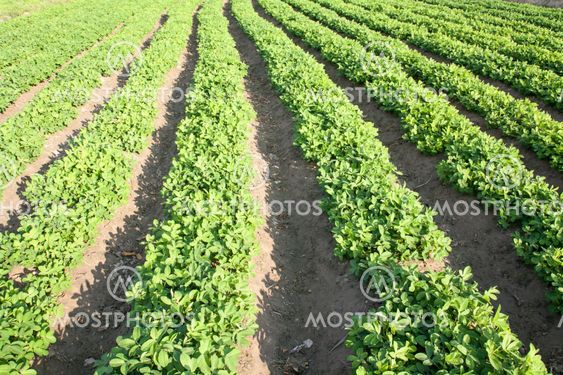 rows of peanut plants