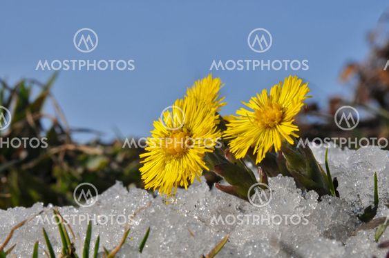 Coltsfoot in snow