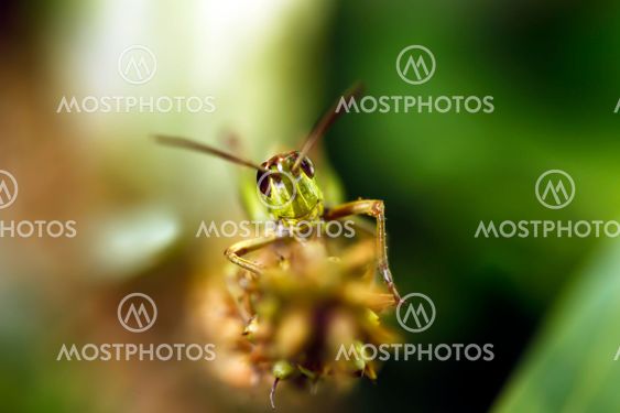 Green grasshoper who smile