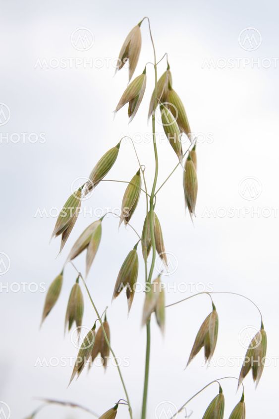 wheat over sky