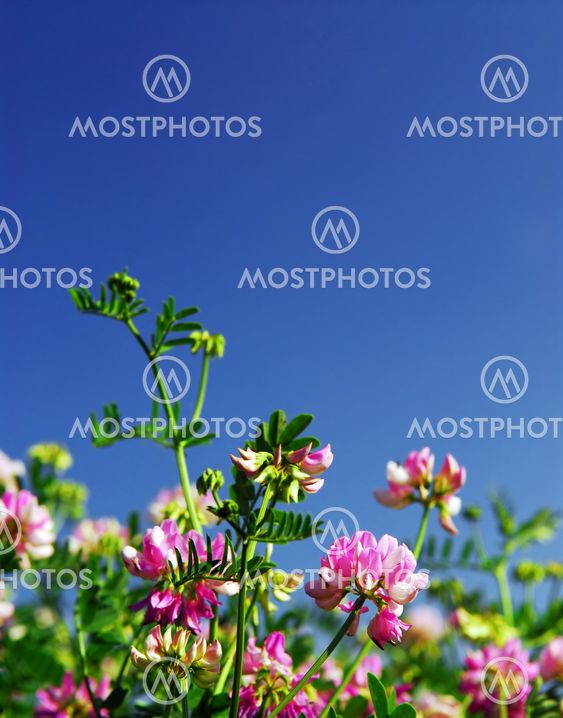 Summer meadow