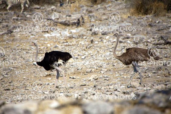 Two ostrich in etosha national park namibia