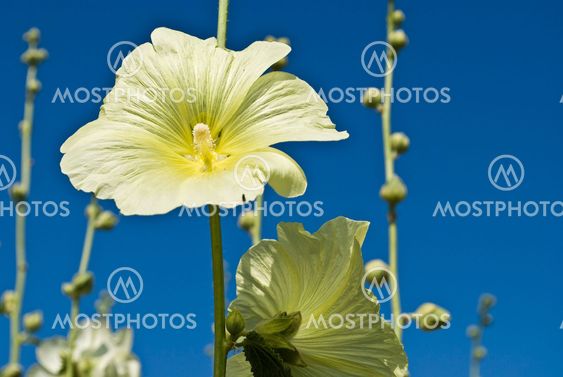 Yellow malva (mallow) flower on blue sky