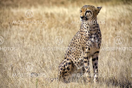 a cheetah in the grass at etosha national park namibia