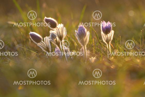 Pasque Flower blooming on spring meadow at the sunset -...