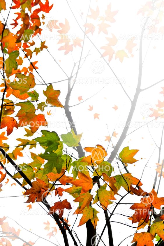 Fall maple leaves background