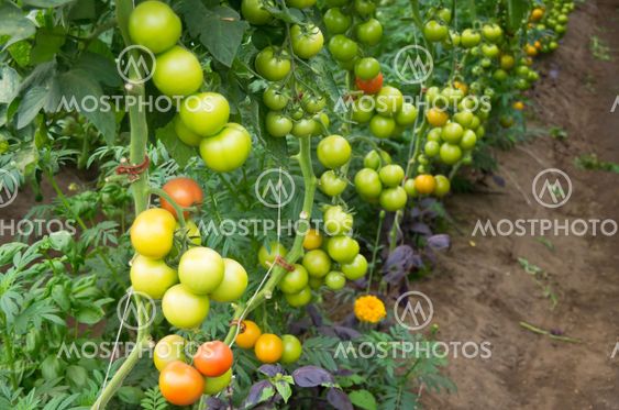 Tomato plant