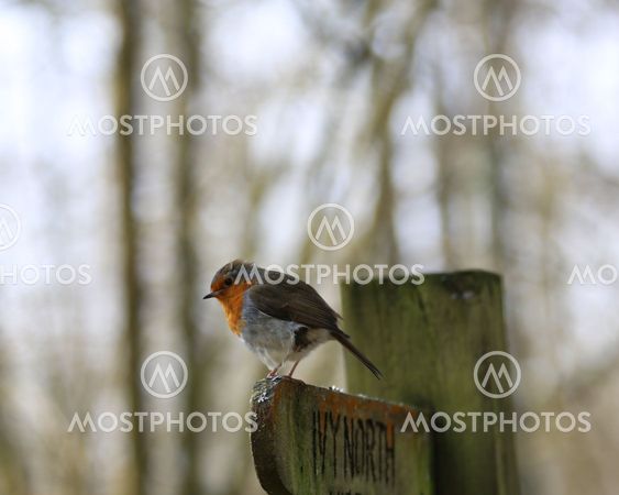 European Robin perched on a signpost in woodland